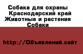 Собака для охраны - Краснодарский край Животные и растения » Собаки   